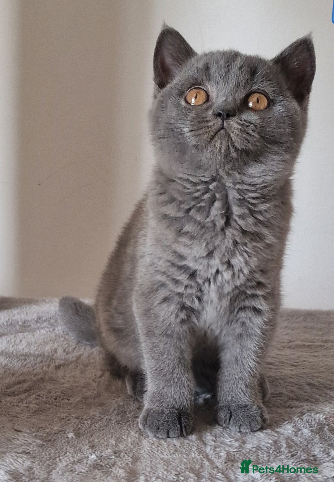 British Shorthair cats for sale: Tica Active registered Blue British Shorthair girl - Image 5