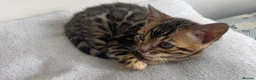 Bengal cats for sale: Stunning Bengal Kittens – TICA Reg – high Quality  - Advert 4