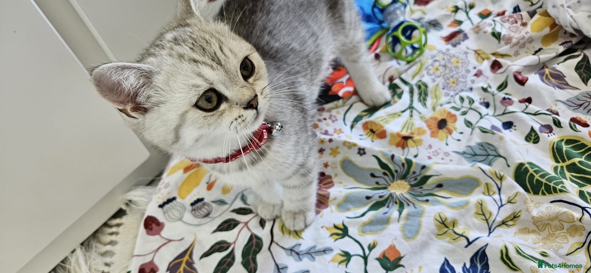 British Shorthair cats GCCF Blue BSH chunky champion lines - Advert 2