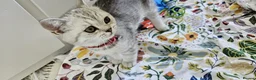 British Shorthair cats for sale: GCCF Blue BSH chunky champion lines - Advert 2