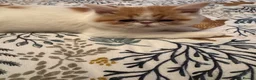Persian cats for sale: Male Persian.   - Advert 6