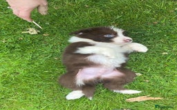 Mixed Breed dogs for sale: Border collie/Welsh collie puppies for sale - Image 7