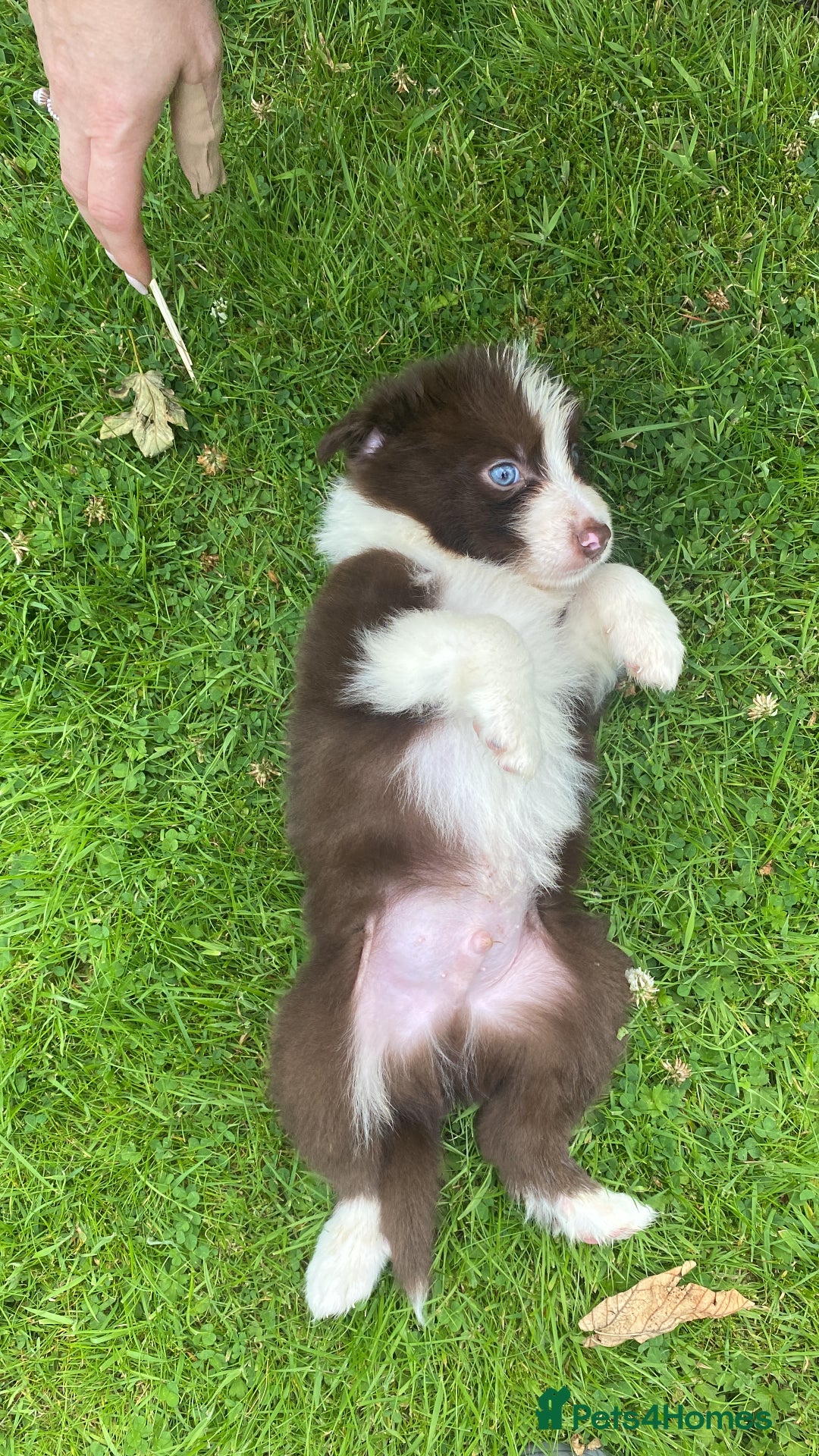 Mixed Breed dogs for sale: Border collie/Welsh collie puppies for sale - Image 7