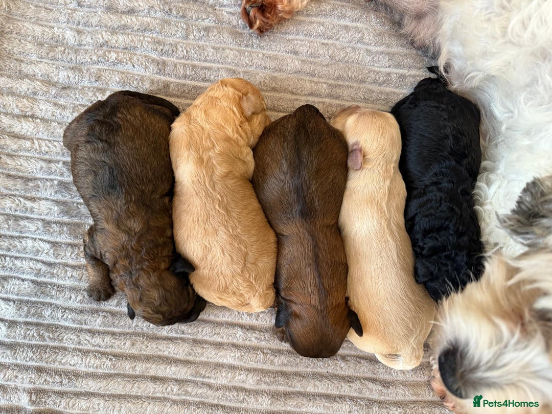 Cavachon dogs for sale:  🐶✨Cavapoochon Puppies ready to reserve 🐶✨ - Image 3