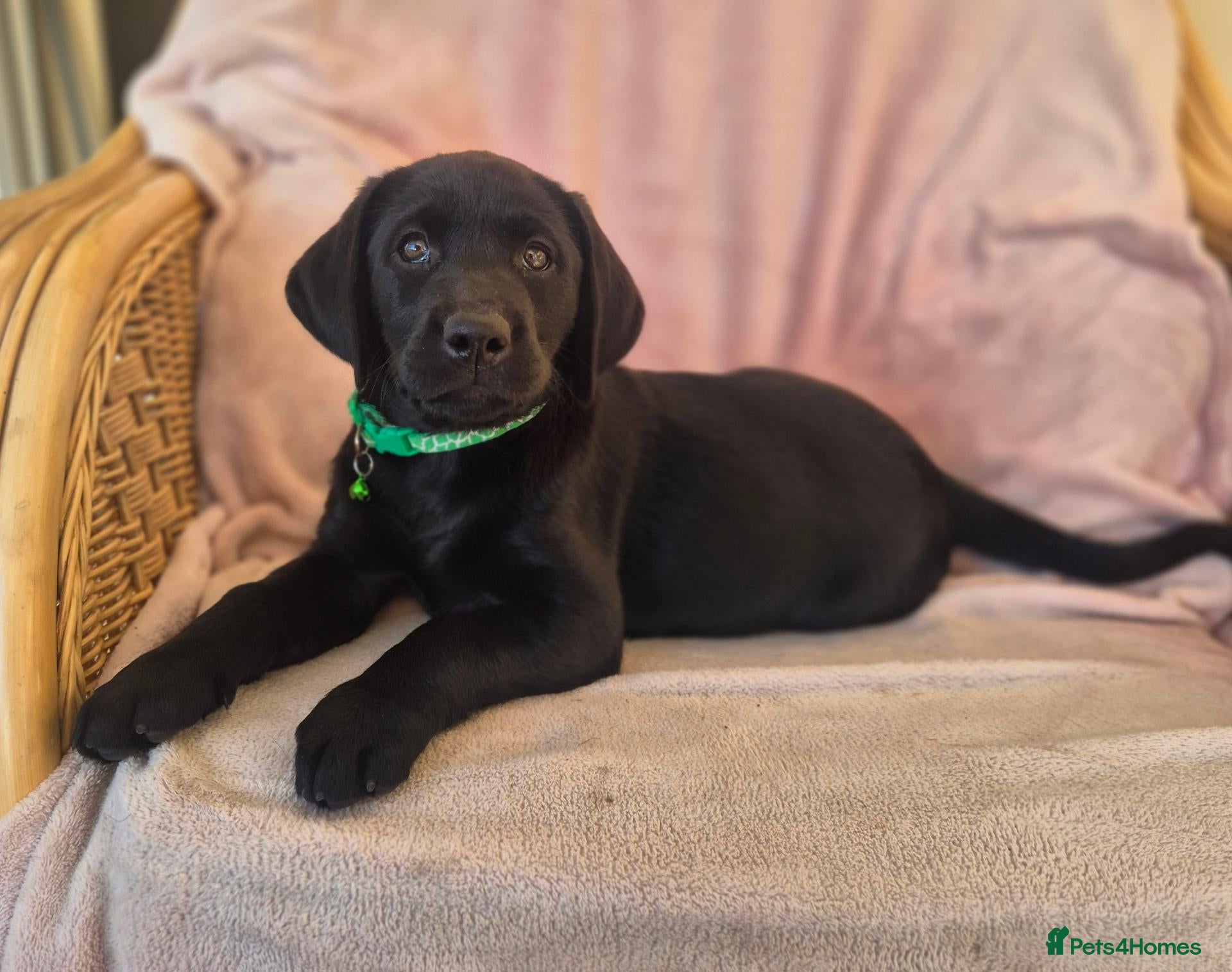 Labrador Retriever dogs Quality Chunky KC reg pups - Health Tested Parents - Advert 2