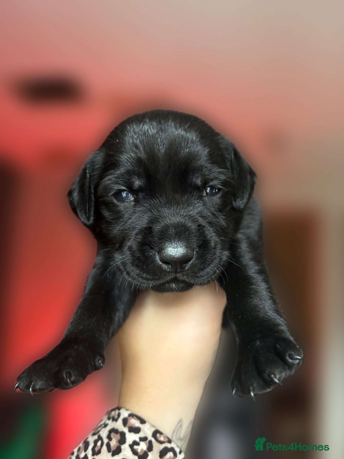 Mixed Breed dogs Staffador puppies  - Advert 7
