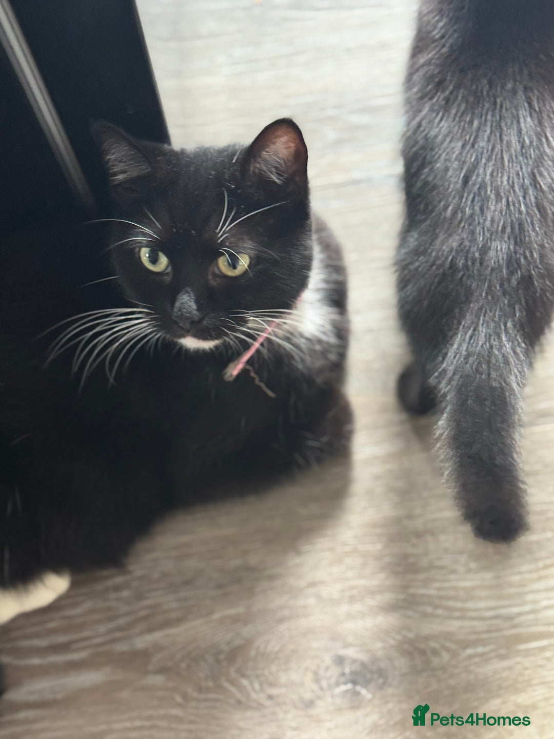 Mixed Breed cats for sale: Adorable kittens  - Image 6