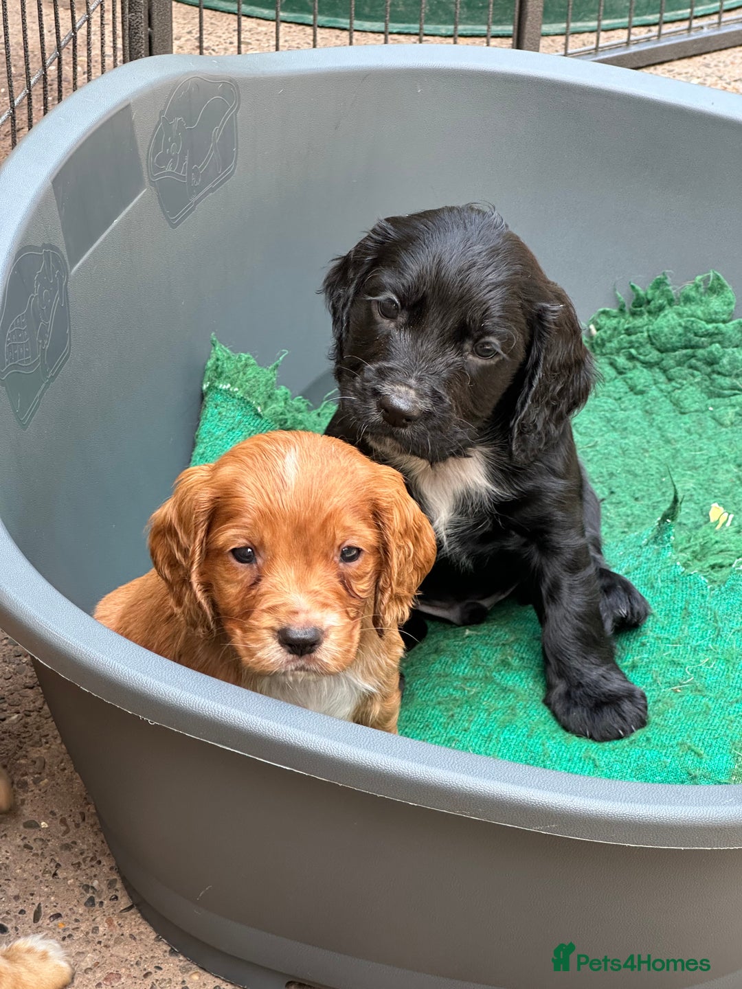 Cocker Spaniel dogs for sale: KC Reg working cocker - ready end June *LAST PUP* - Image 16
