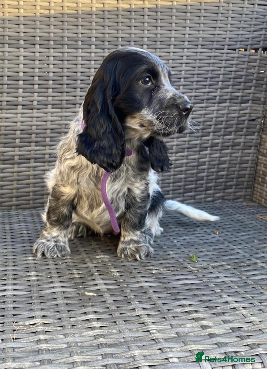 Cocker Spaniel dogs for sale: KC Registered Cocker Spaniel Pups For Sale - Advert 4