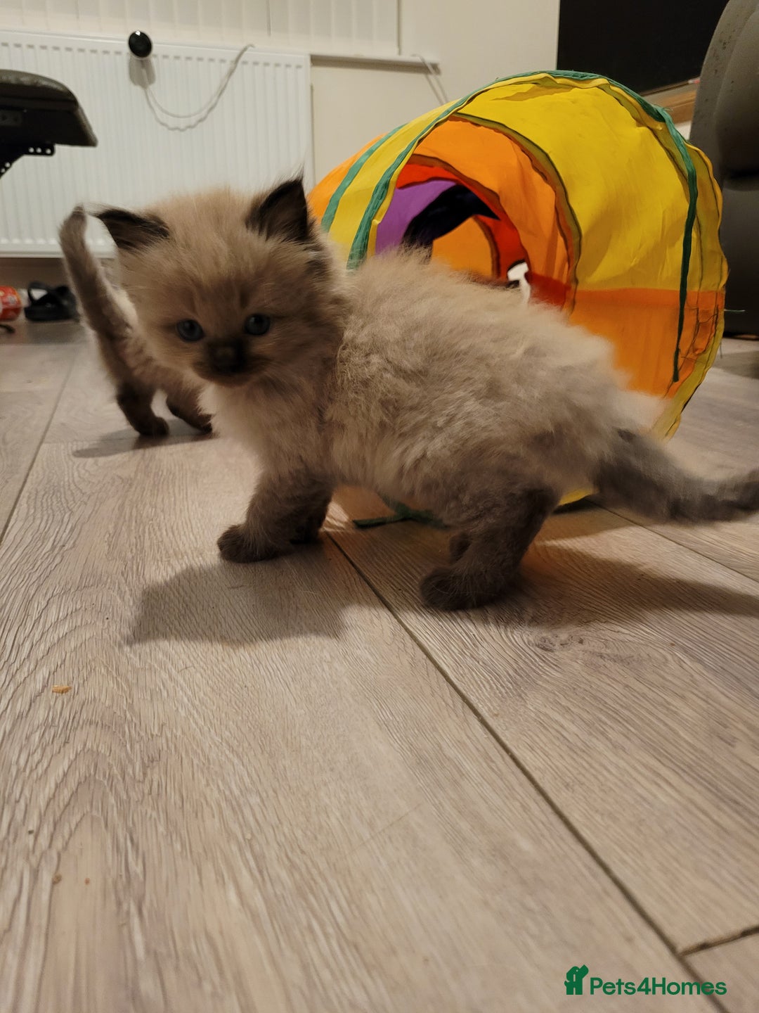 Ragdoll cats for sale: Super cute Ragdoll Kittens, Mink Seal Point  - Advert 3