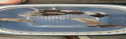 Rat rodents for sale: Baby rats - ready to go to forever loved home  - Advert 4