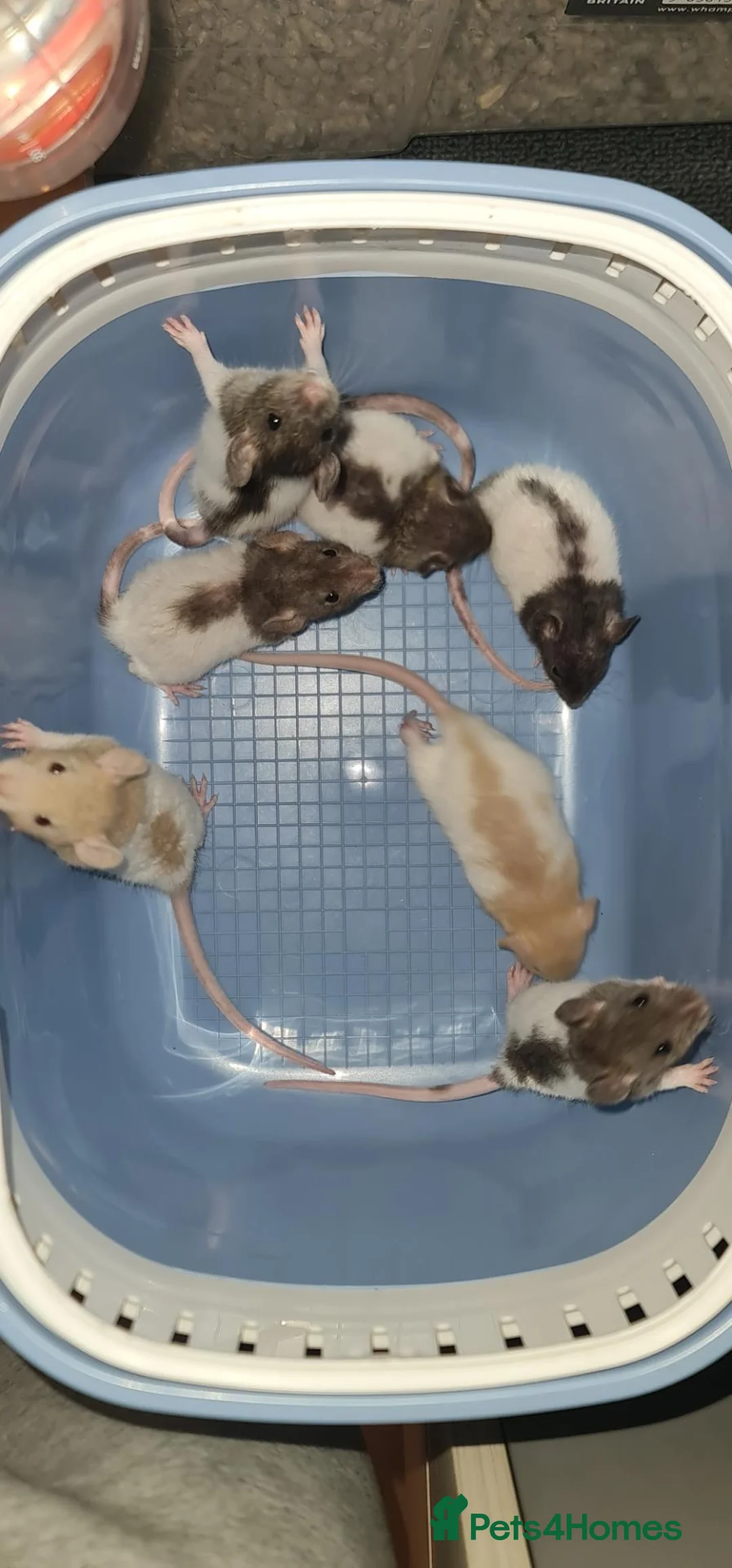Rat rodents for sale: Baby rats - ready to go to forever loved home  - Advert 4