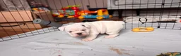 English Bulldog dogs for sale: English Bulldog pups  in Belfast - Advert 2