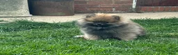 Pomeranian dogs for sale: ❤️ READY NOW! Stunning Pomeranian puppies 🐶❤️ - Advert 3