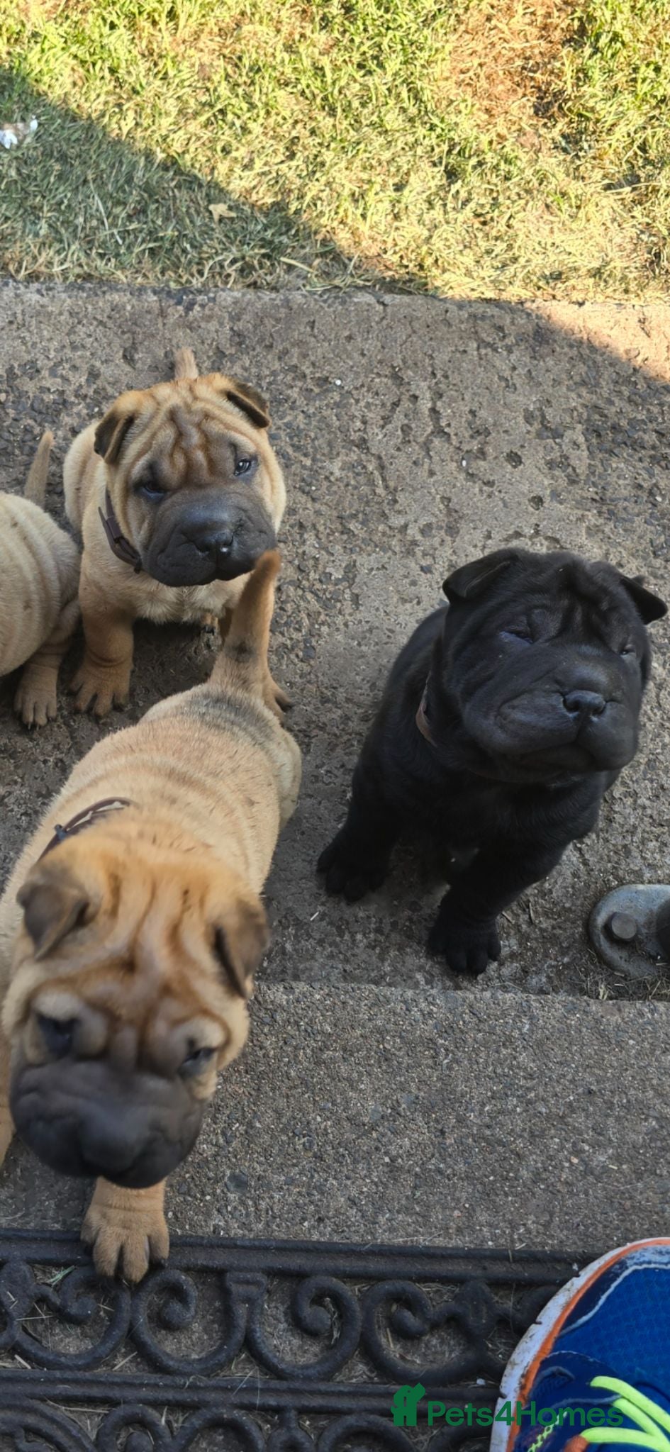 Shar Pei dogs 3 Shar pei puppies available - Advert 1
