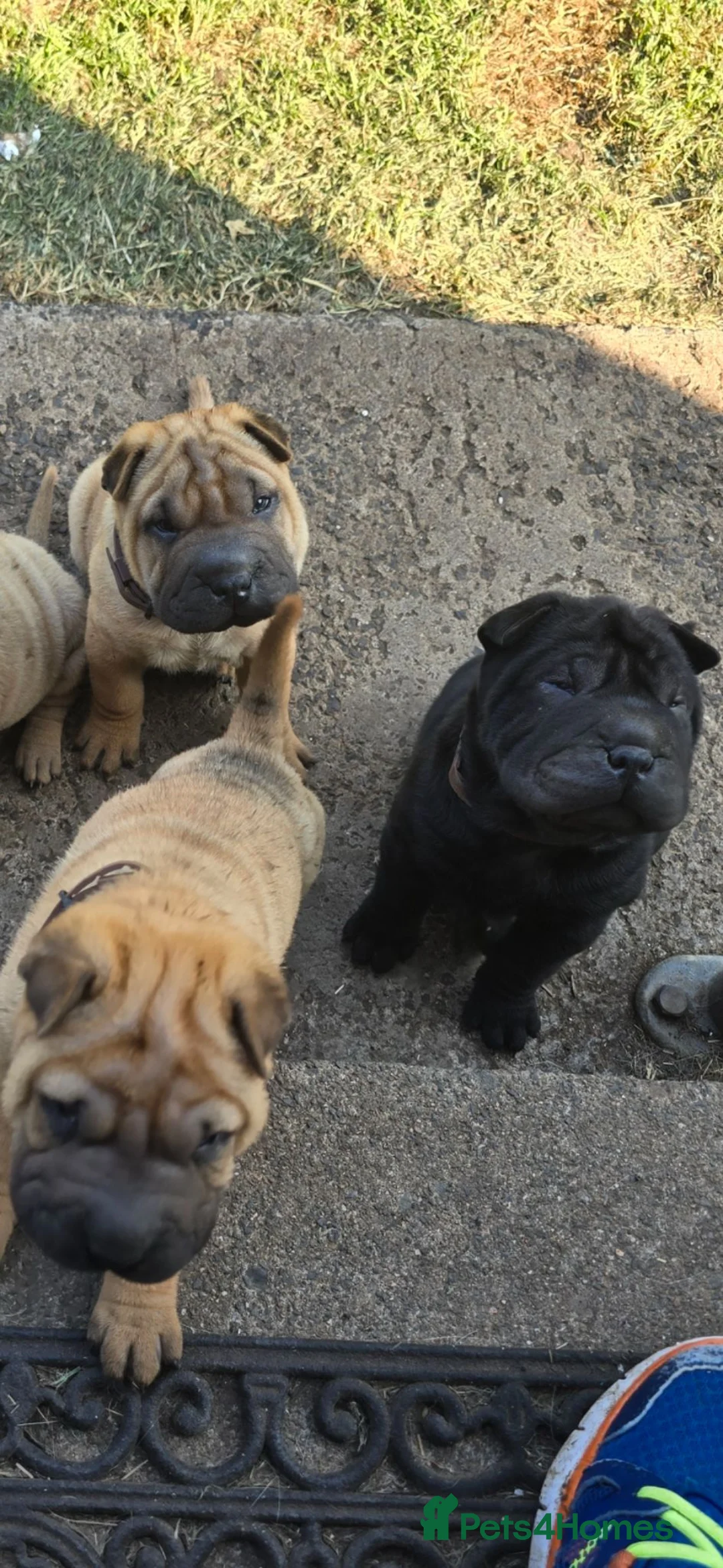 Shar Pei dogs for sale: 3 Shar pei puppies available in Ballymena - Advert 1