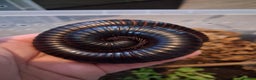 Millipedes invertebrates for sale: Giant African Millipede - Advert 4