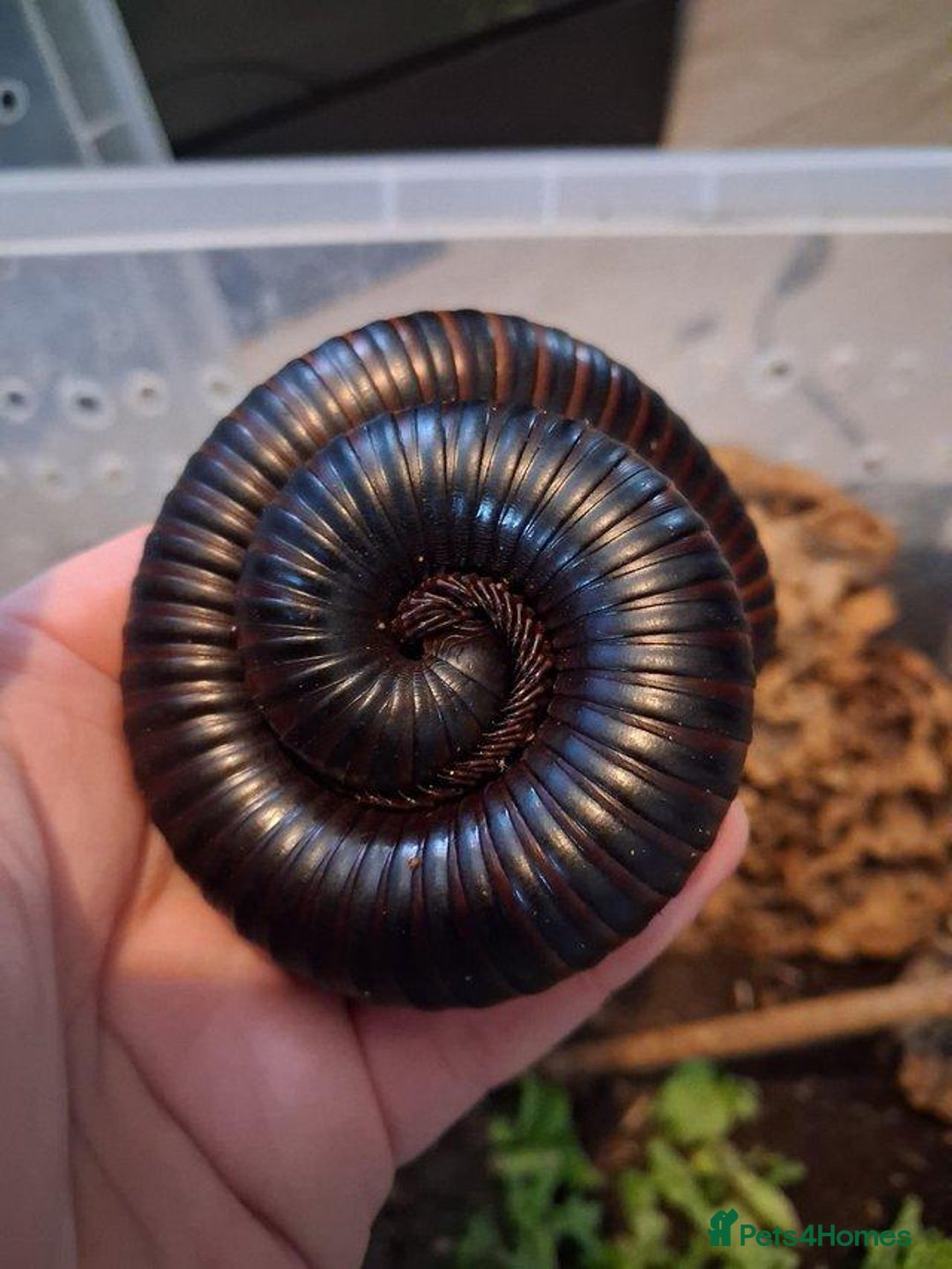 Millipedes invertebrates for sale: Giant African Millipede - Advert 4