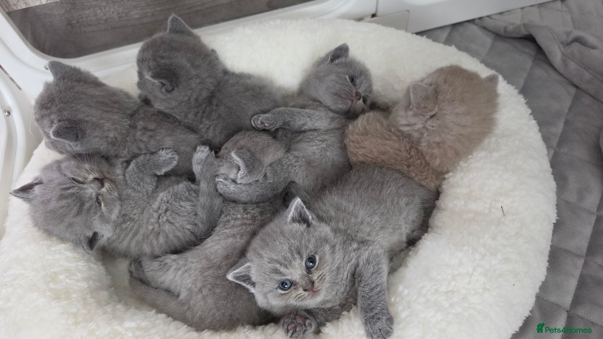 British Shorthair cats Beautiful blue/ lilac British shorthair kittens  - Advert 2