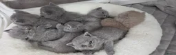 British Shorthair cats for sale: Beautiful blue/ lilac British shorthair kittens  in Peterborough - Advert 2