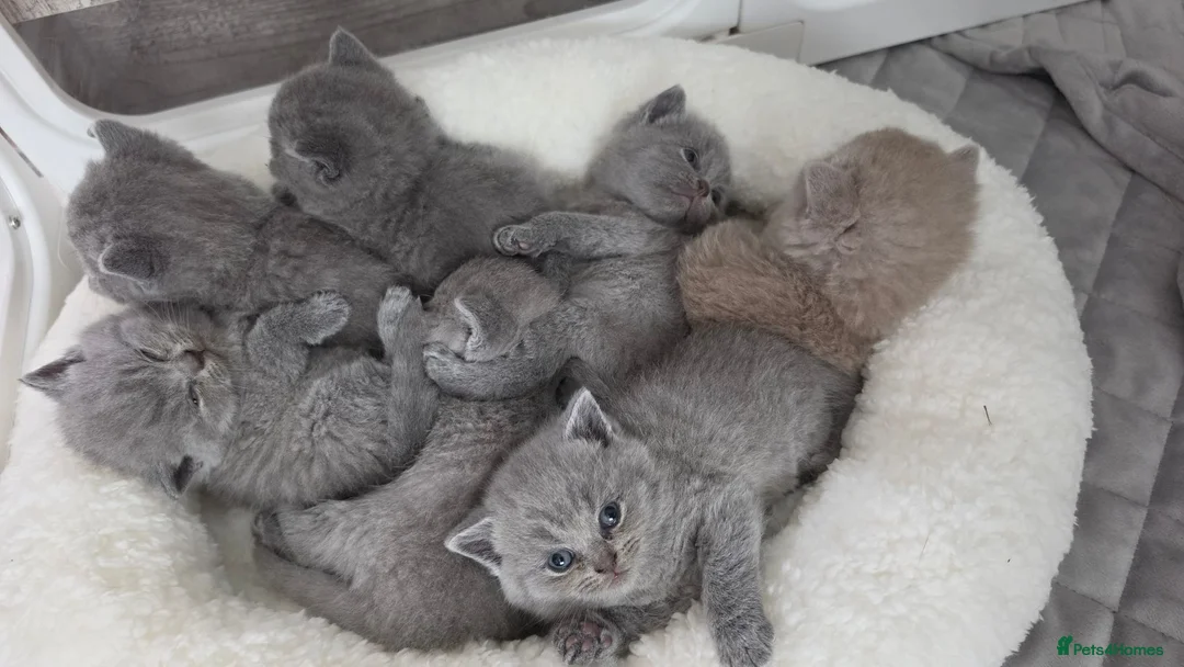 British Shorthair cats for sale: Beautiful blue/ lilac British shorthair kittens  in Peterborough - Advert 2