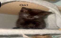 Ragdoll cats for sale: (2 GIRLS LEFT) 3 BiColour Ragdoll Ready in 3Weeks - Image 9