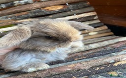 Mini Lop rabbits for sale: Mini lop rabbits - Image 2