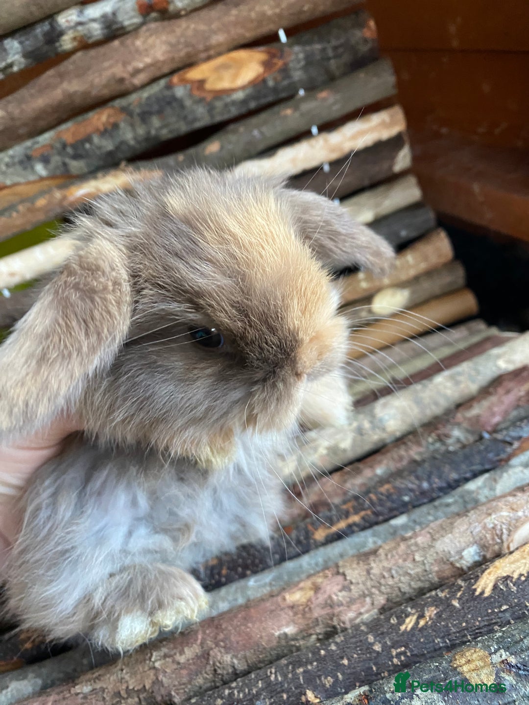 Mini Lop rabbits for sale: Mini lop rabbits - Image 2