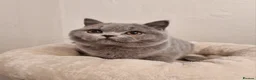British Shorthair cats for sale: Stunning British Shorthair & Longhair Kittens  - Advert 3