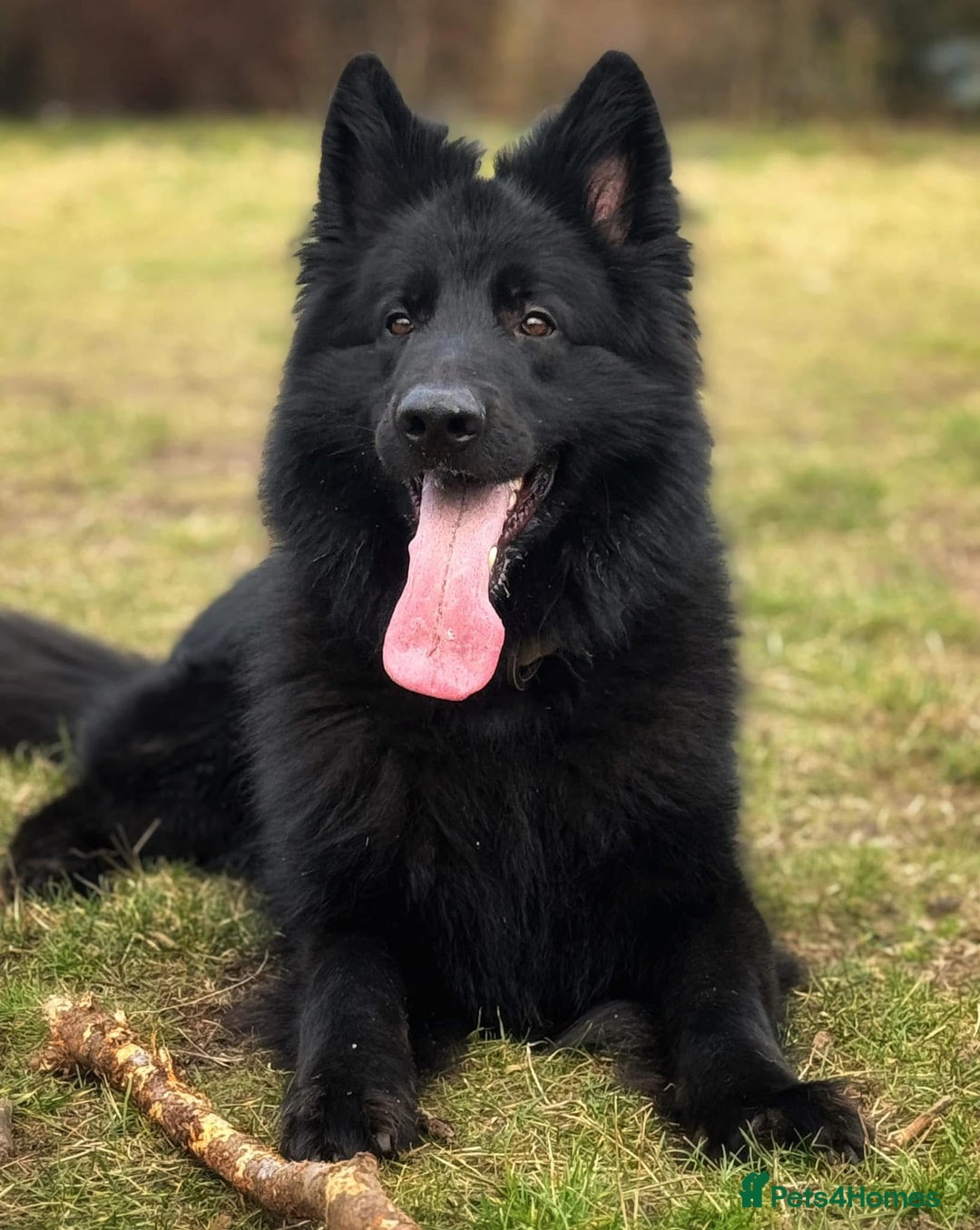 German Shepherd dogs for stud: Solid black german shepherd stud dog - Image 5