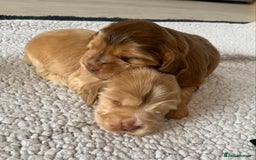 Cocker Spaniel dogs for sale: Health tested KC reg show type cocker spaniels  in Abergele - Image 14
