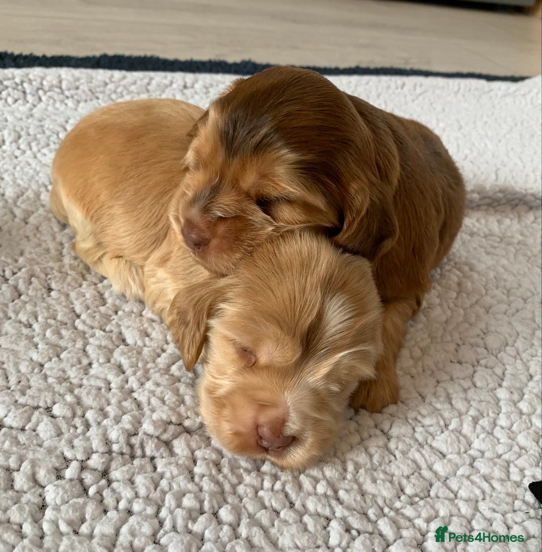 Cocker Spaniel dogs for sale: Health tested KC reg show type cocker spaniels  in Abergele - Image 14