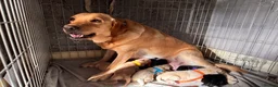 Labrador Retriever dogs for sale: Labrador puppies!  in Doncaster - Advert 1