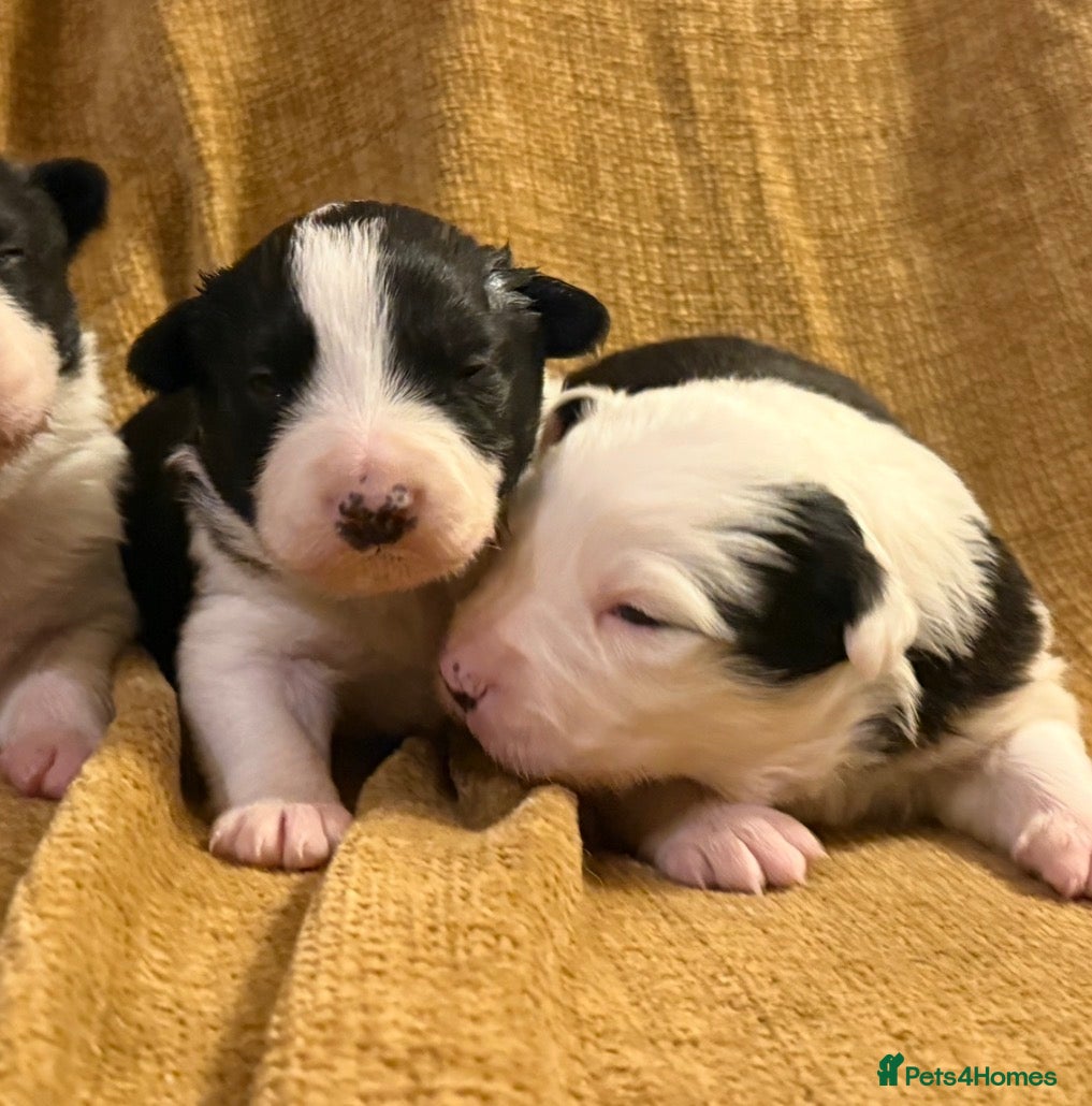 Border Collie dogs Stunning collies from working parents  - Advert 3