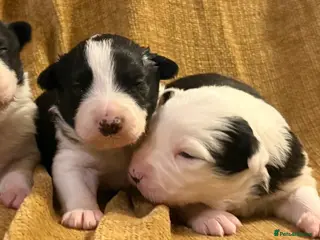 Border Collie dogs Stunning collies from working parents - Advert 3