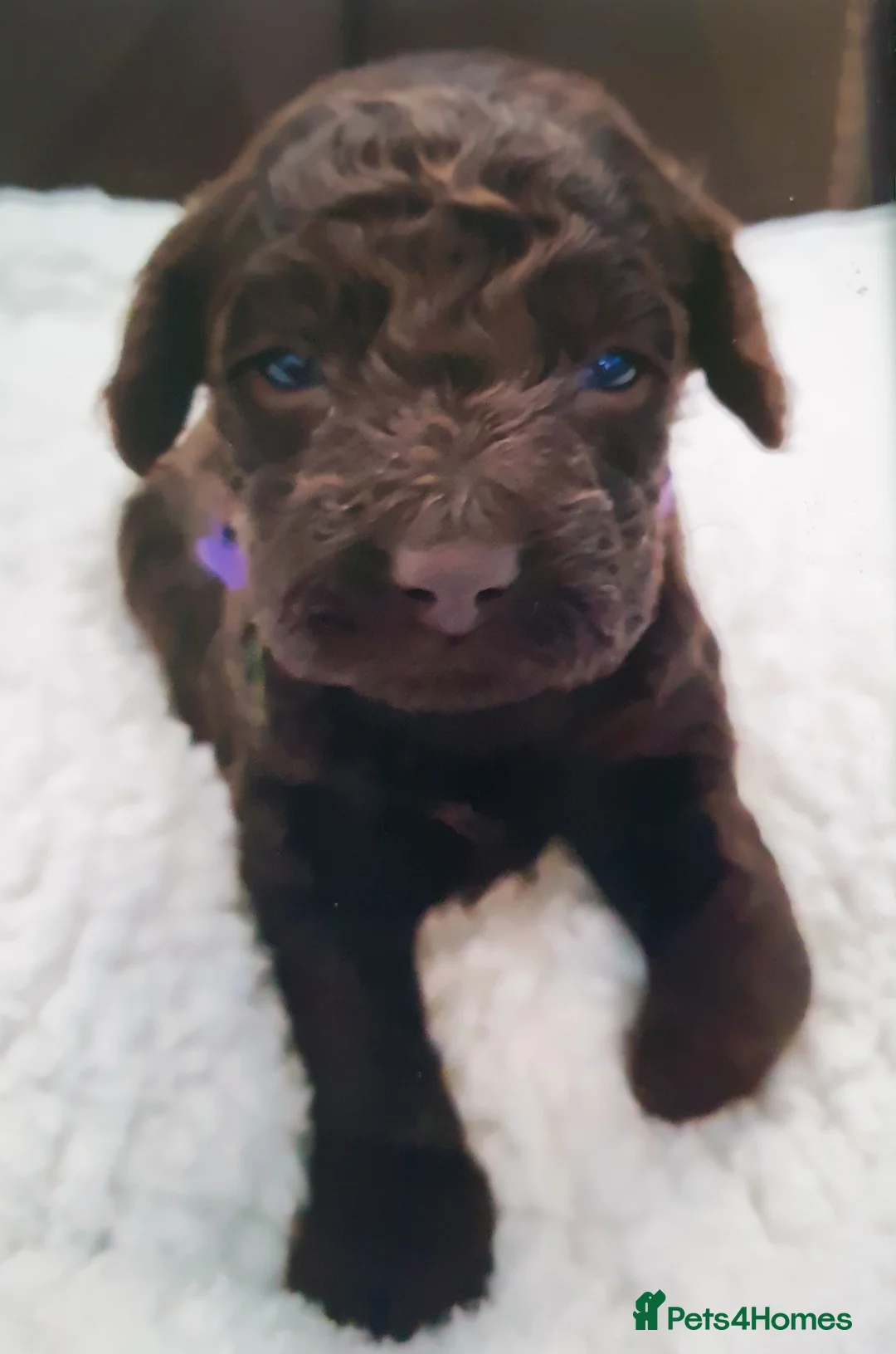 Cockapoo dogs for sale: F2b chocolate cockapoo puppies 😍  in Pontefract - Advert 2