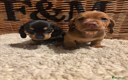 Miniature Dachshund dogs for sale: Litter of 5 Beautiful Dachshund Pups *2 LEFT - Image 6
