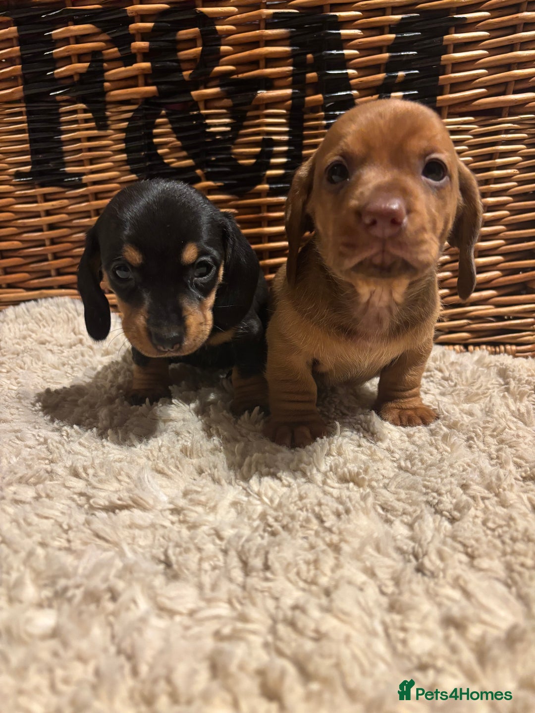 Miniature Dachshund dogs for sale: Litter of 5 Beautiful Dachshund Pups *2 LEFT - Image 6