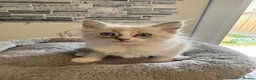 Ragdoll cats for sale: Stunning Ragdoll kittens - Advert 30