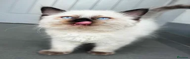 Ragdoll 2