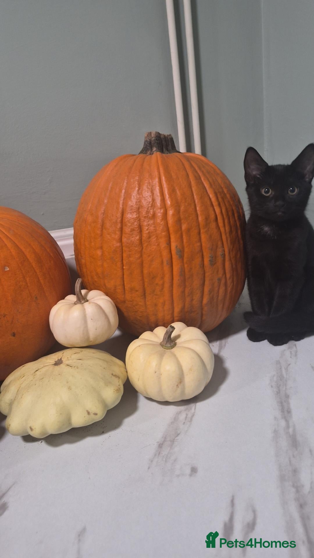 Mixed Breed cats 1 Black kitten left Girl - Advert 21