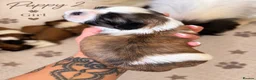 Shih Tzu dogs for sale: 5 adorable Shih Tzu pups - Advert 9