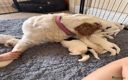 Clumber Spaniel dogs for sale: Clumber Spaniel Hybrid - Image 7