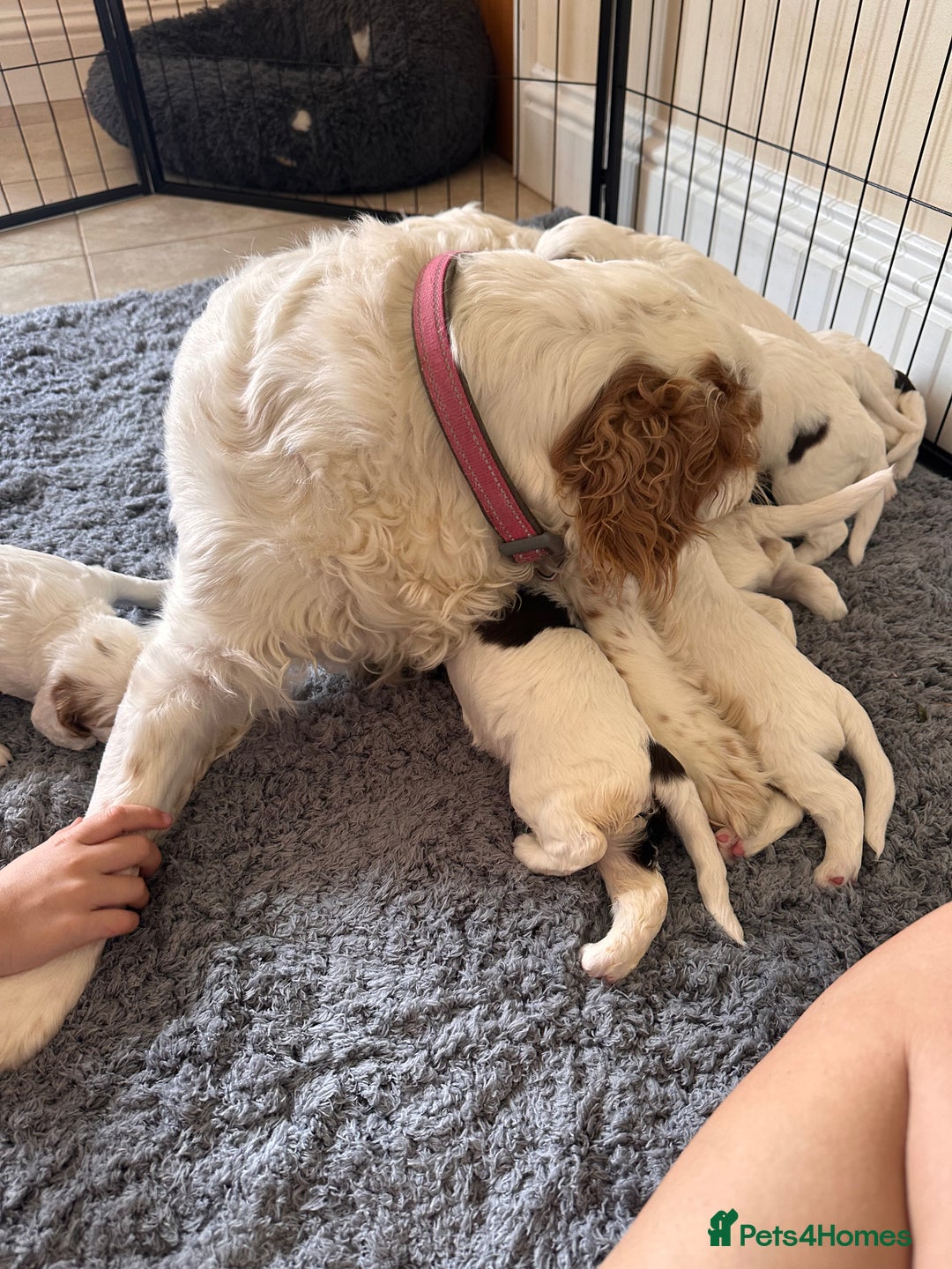 Clumber Spaniel dogs for sale: Clumber Spaniel Hybrid - Image 7