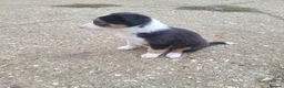 Border Collie dogs for sale: Working collie pups in Market Rasen - Advert 6