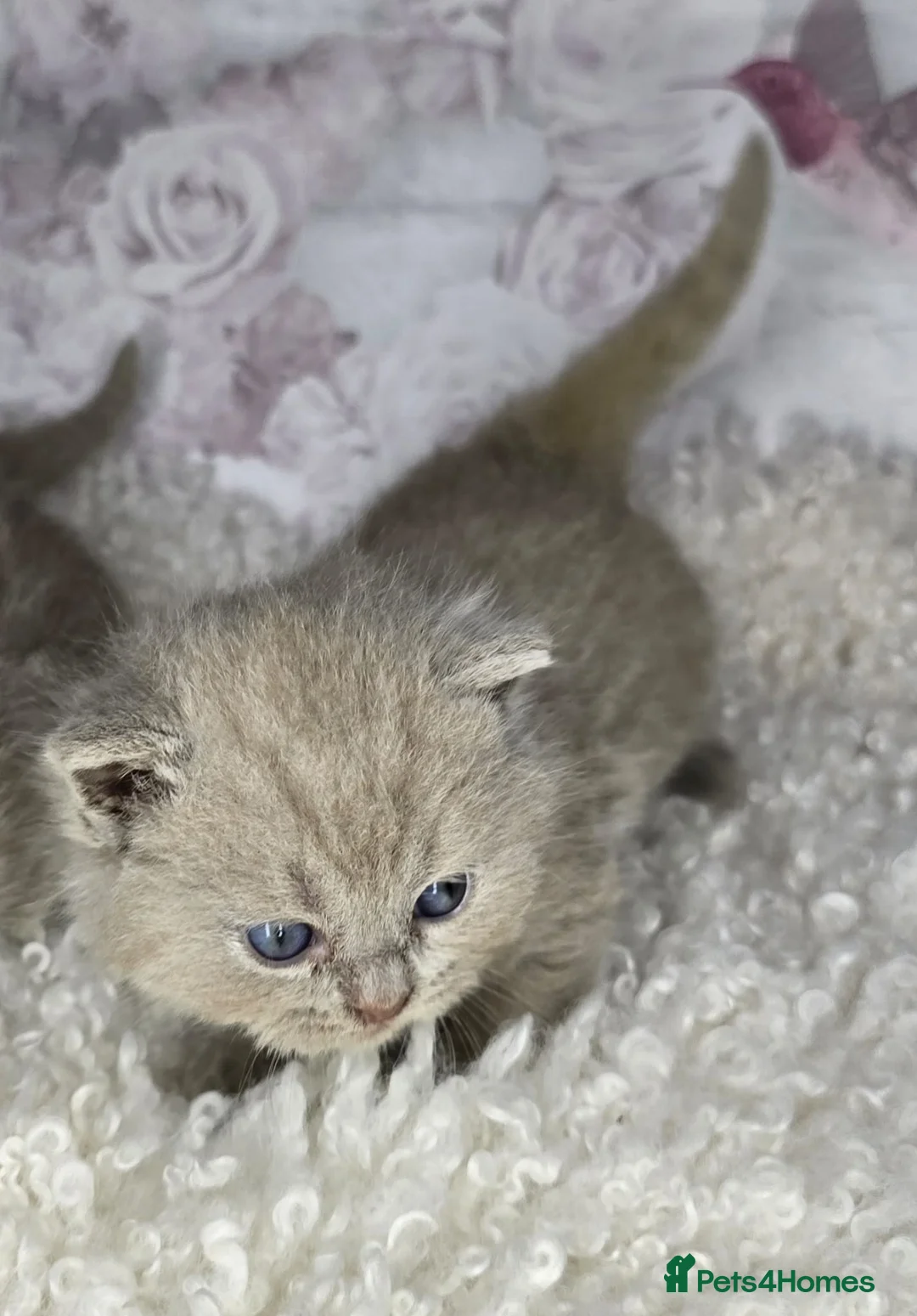 British Shorthair cats for sale: Gorgeous British Shorthair kittens - Advert 9