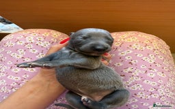 Whippet dogs for sale: Blue whippet puppies - Image 2