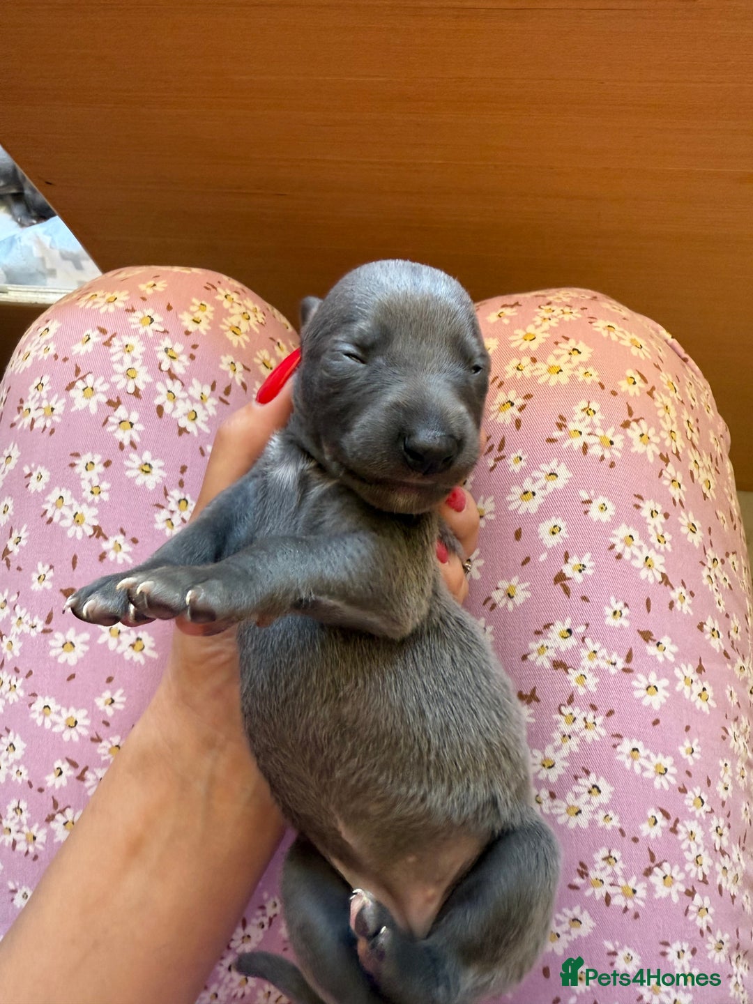 Whippet dogs for sale: Blue whippet puppies - Image 2
