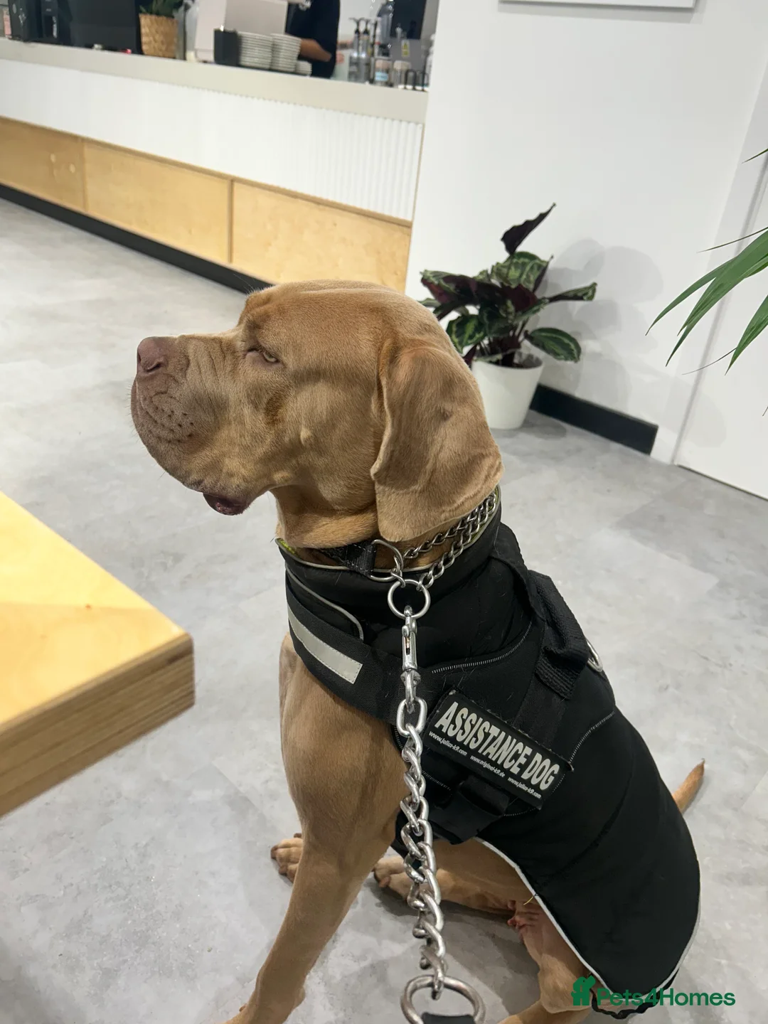 Gallery Image {{count}}