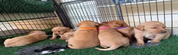 Labrador Retriever dogs for sale: Fox red & yellow Labrador puppies  - Advert 6